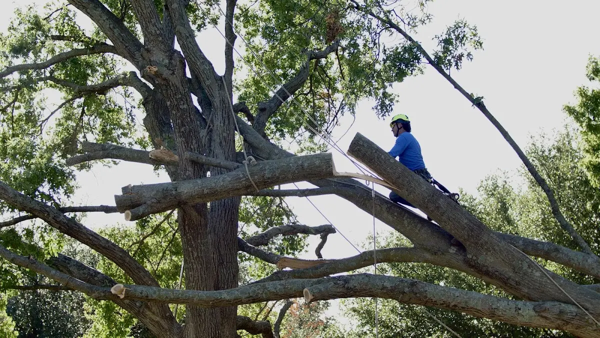 Professional Hazardous Tree Removal performed by certified arborists in Republic